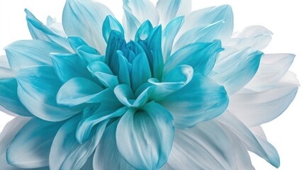 Delicate blue dahlia flower in morning light, petals glowing with natural elegance