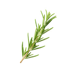 Fototapeta premium Aromatic Rosemary Sprig Isolated on White Fresh Culinary Herb for Flavorful Dishes & Health Benefits, Adds Freshness to Your Next Culinary Masterpiece