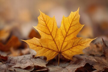 Autumnal maple leaf on fallen leaves