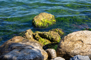 Algae-Covered Coastal Rocks – Natural Shoreline Habitat