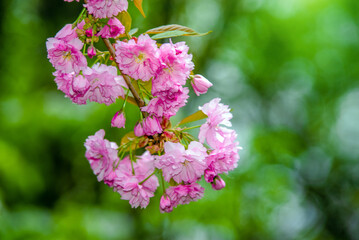 Japanese cherry blossoms on a green natural background
