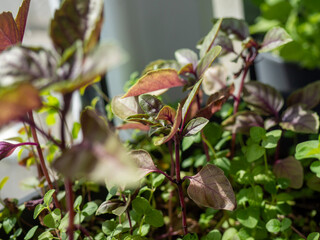 Close-up of vibrant green and purple herbs growing in a garden. The plants display various leaf...