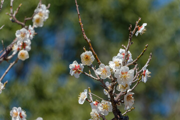 青空に映える白梅の花のクローズアップ