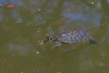 池を泳ぐミシシッピアカミミガメの姿