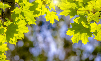 Green nature background with maple leaves 