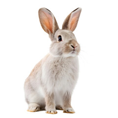 Obraz premium rabbit isolated on white