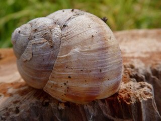 Close-up of a Textured Snail Shell on a Wooden Surface