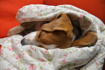A cutie beagle dog and its floppy ears. The big floppy ears of a beagle. A beagle dog wrapped in a blanket. The concept of pets