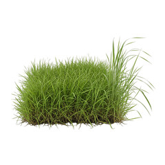 green grass isolated on white