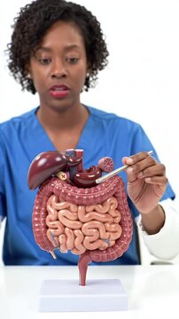 Medical Professional Explains Human Digestive System Anatomy with Model on White Background