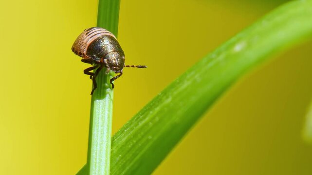 Black and pale-pink insect Tortoise Shieldbug nymph (Eurygaster testudinaria) on a blade of grass with yellow background close-up