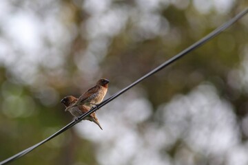 Two small birds, Sparrow, perched on a wire against a blurred green background in Bangkok, Thailand.