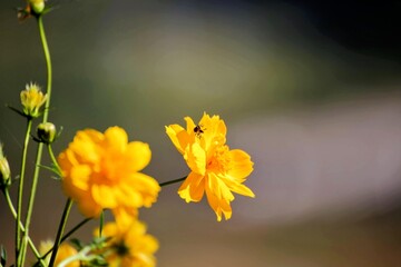 Bright yellow flowers with a small insect on one bloom, captured in Nan Province, Thailand. The blurred background highlights the vibrant colors and delicate details of the flowers.