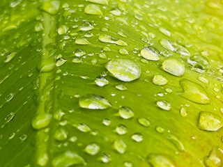 water drops on green leaf