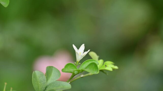 Murraya paniculata flower. Its other names orange jasmine,&nbsp;orange jessamine and china box flower. Its&nbsp;is a species of shrub or small tree in the family&nbsp;Rutaceae. Kamini  flower. 