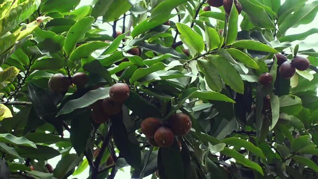 Velvet Apple or Butter Fruit (Diospyros Blancoi) hanging on a tree in the tropical fruits garden. With a cloudy sky background.