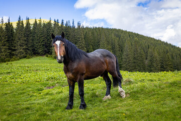 Horse in the mountains, natural environment, mountain landscape.