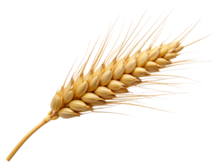 Single Curved Wheat Ear with Soft Shadows, isolated on transparent background.