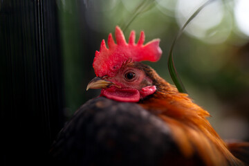 Close-Up Portrait of a Serama Rooster