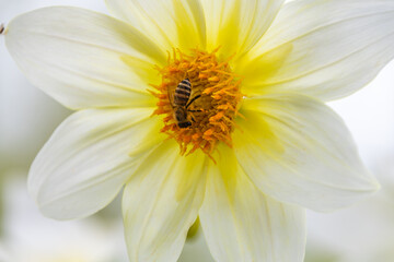 Obraz premium 白いダリアの花と蜜を集める蜂のマクロ写真