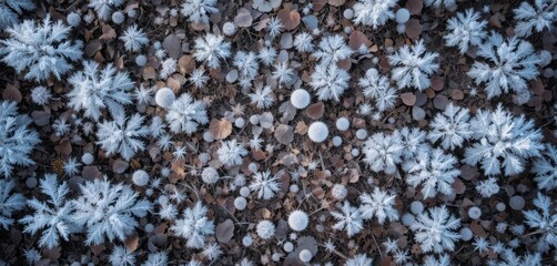  Dry Forest Floor Covered in Hoarfrost, Winter Scene, Top Down