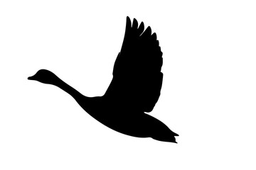 duck silhouette