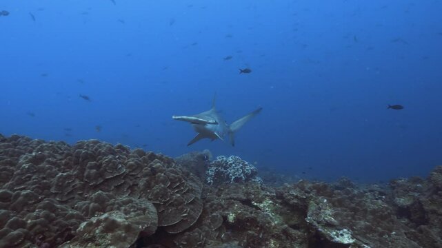 Hammerhai kommt aus dem Blauen und schwimmt auf die Kamera zu und dann vorbei, Galapagos Inseln, Ecuador