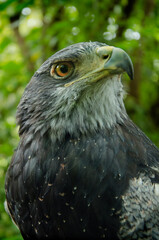 Black-chested Buzzard-Eagle