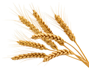 Dynamic Floating Wheat Ears Composition, isolated on transparent background.
