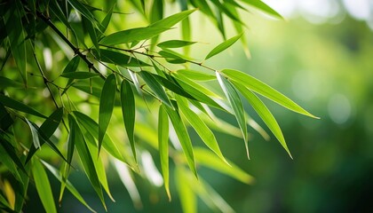 Fototapeta premium Close Up Of Lush Green Bamboo Leaves