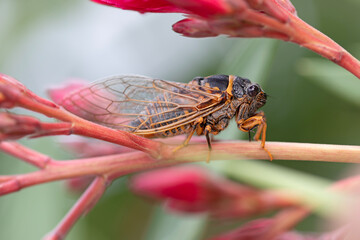 Cigale noire, grise et jaune orange. Insecte du sud de la France et de Corse en fin de journée en été posée sur la branche d'un arbuste en fleurs.