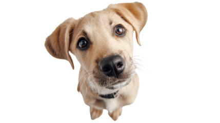 Cute puppy looking up with big expressive eyes, white isolated background.