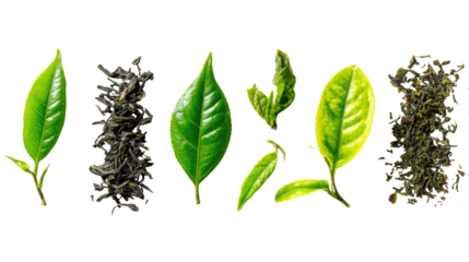 Different varieties of tea leaves displayed on a white isolated background.