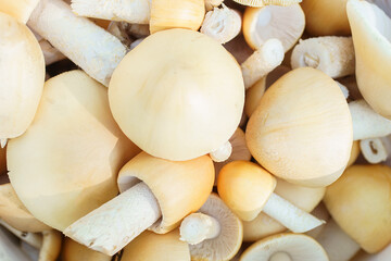 Orange grisette mushroom (Amanita crocea), amanita without saffron