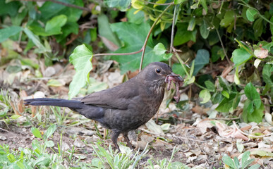 a common female blackbird, Turdus merula, holds a juicy worm in its beak