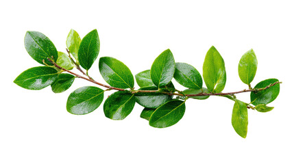 Obraz premium Fresh green branch with vibrant leaves, isolated on a white background.