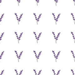 Seamless floral pattern. A sage or lavender flower, a hand-drawn medicinal herb on a white background