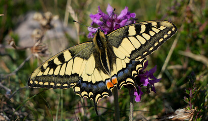 a magnificent swallowtail butterfly, Papilio machaon, rests on a purple flower