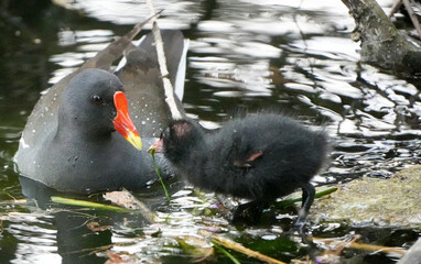 a common moorhen, Gallinula chloropus, with its fluffy chick in a pond