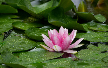 a beautiful pink water lily blossom floats peacefully on a pond