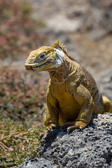 Majestätischer Leguan auf Galapagos