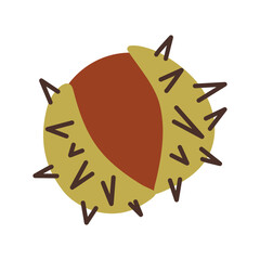 Open chestnut with prickly shell. Vector illustration.