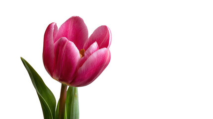 Naklejka premium Single pink tulip with green leaves on a white isolated background.