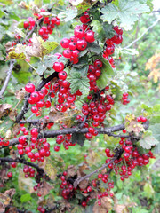 red berries on a bush
