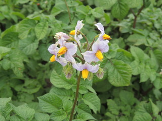 yellow flowers