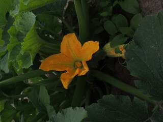 pumpkin in the garden