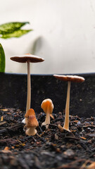 Tiny Wild Mushrooms Growing from Soil Indoors with Natural Lighting