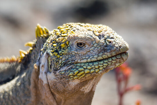 Portrait eines Landleguans auf Galapagos
