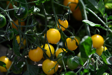 Tumbling Tom Yellow Tomato Trusses, ripening in July, 2025.