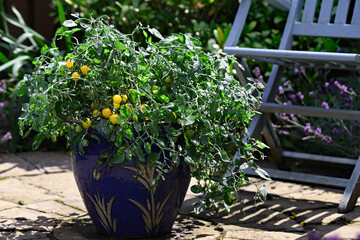 Tumbling Tom Yellow Tomato Plant, in a large container pot.